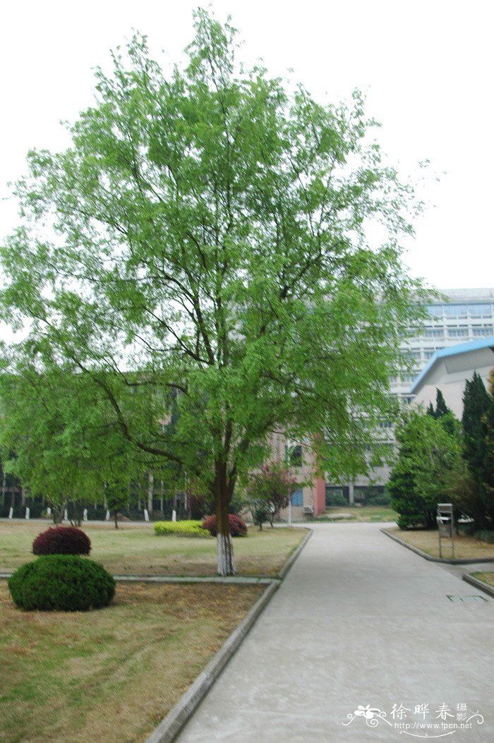 榉树Zelkova serrata