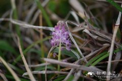 绵枣儿Barnardia japonica