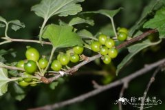 华蔓茶藨子Ribes fasciculatum var. chinense