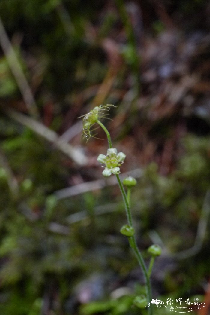 唢呐草Mitella nuda