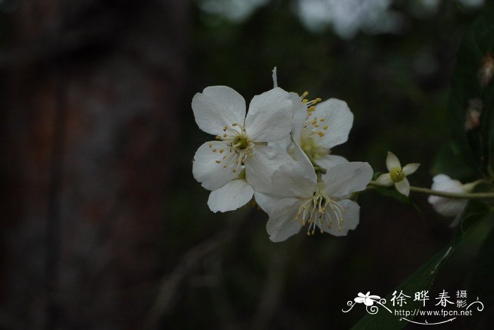 东北山梅花Philadelphus schrenkii