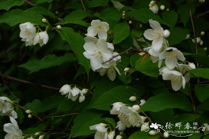 东北山梅花Philadelphus schrenkii