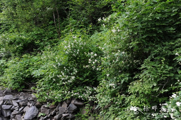 东北山梅花Philadelphus schrenkii