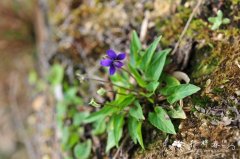 犁头草Viola japonica