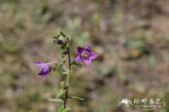 西南风铃草Campanula pallida