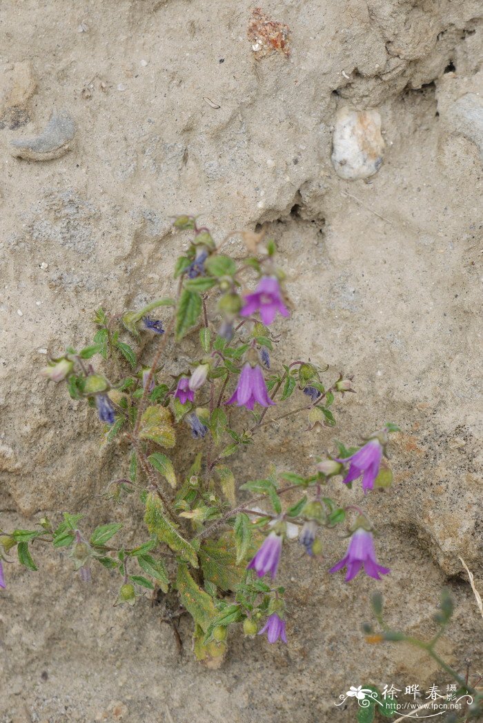 西南风铃草Campanula pallida