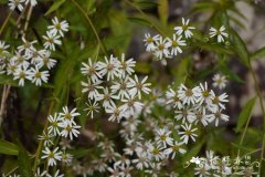 三脉紫菀Aster trinervius subsp. ageratoides