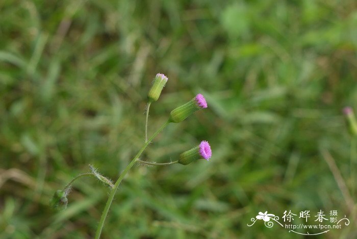 一点红Emilia sonchifolia