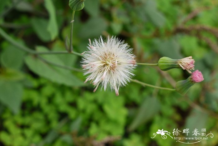 一点红emilia sonchifolia_花卉图片网