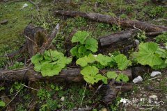 网脉橐吾Ligularia dictyoneura