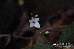 钟花草Codonacanthus pauciflorus