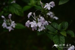 云南山壳骨Pseuderanthemum crenulatum