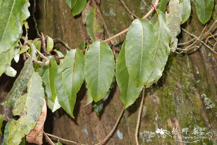 昆栏树Trochodendron aralioides