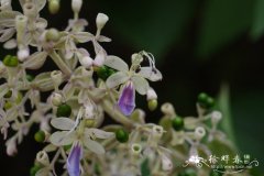 三台花Clerodendrum serratum var. amplexifolium