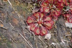 锦地罗Drosera burmanni