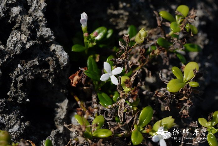 肉叶耳草Hedyotis strigulosa