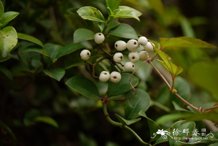 蔓九节 Psychotria serpens 蔓九节 Psychotria serpens