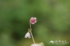 北极花Linnaea borealis