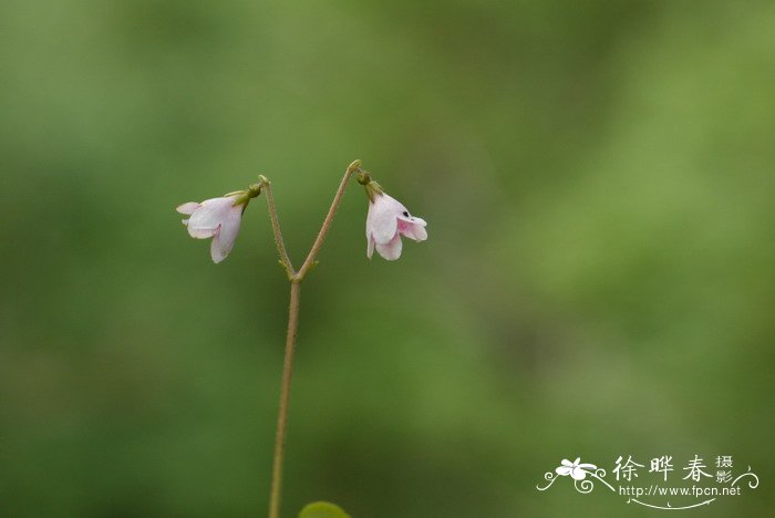 北极花Linnaea borealis