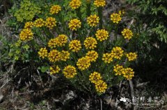 黄花瑞香狼毒Stellera chamaejasme f. chrysantha