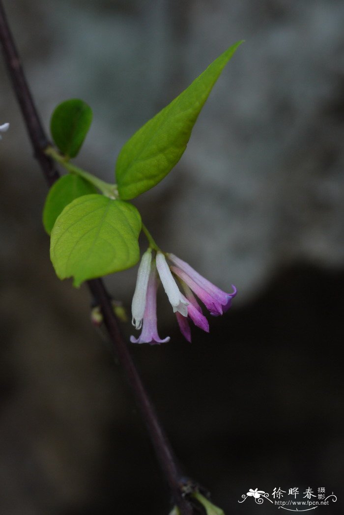 北江荛花Wikstroemia monnula