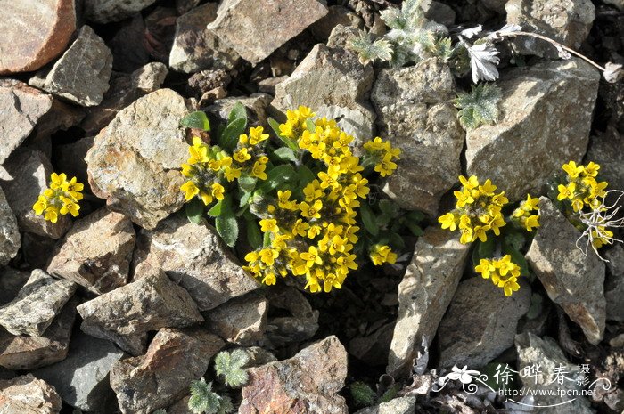 云南葶苈Draba yunnanensis