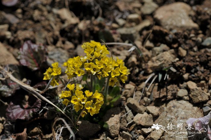 云南葶苈Draba yunnanensis