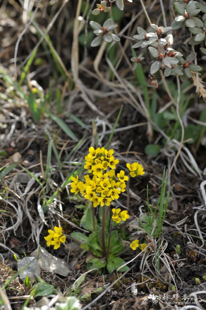 云南葶苈Draba yunnanensis