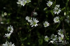 卷耳Cerastium arvense subsp. strictum