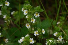 长腺小米草Euphrasia hirtella