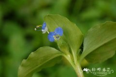 饭包草Commelina benghalensis