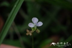 大苞水竹叶Murdannia bracteata