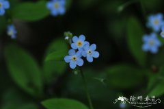 勿忘草Myosotis sylvatica