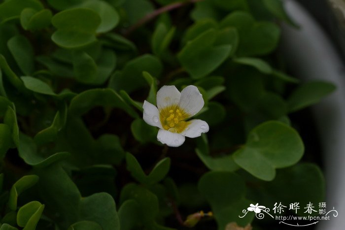 一片心酢浆草 Oxalis simplex