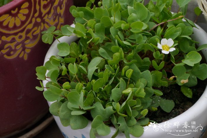 一片心酢浆草 Oxalis simplex