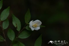 毛花连蕊茶Camellia fraterna