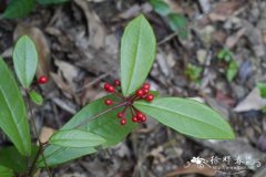 百两金Ardisia crispa