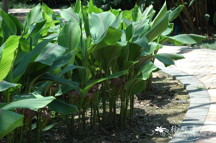 郁金Curcuma aromatica