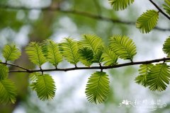 水杉Metasequoia glyptostroboides