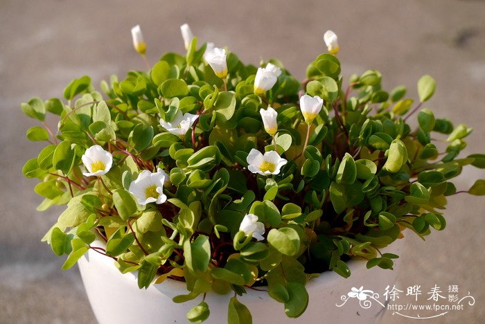 一片心酢浆草 Oxalis simplex