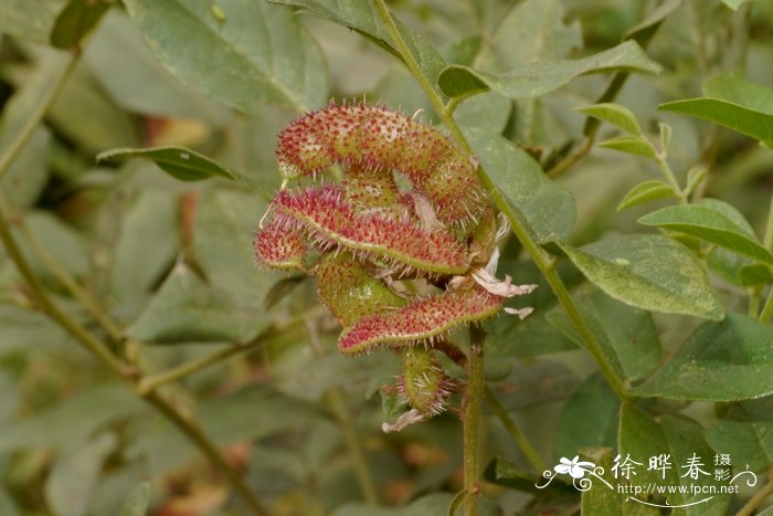 甘草Glycyrrhiza uralensis