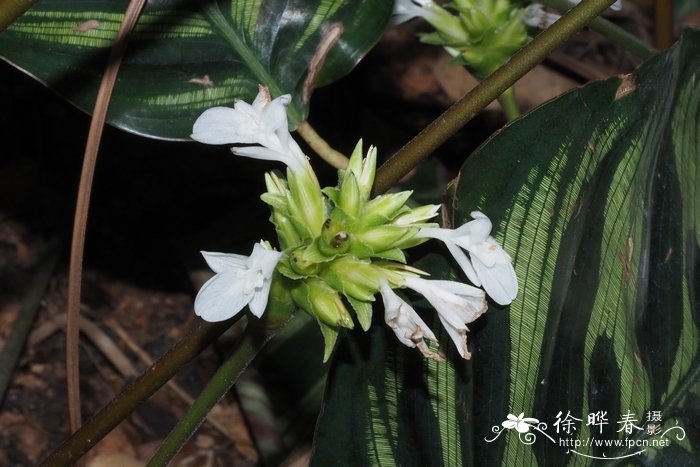 孔雀竹芋Calathea makoyana