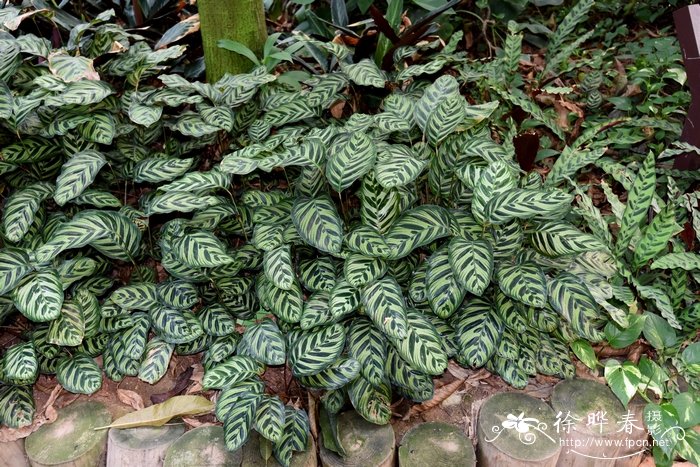 孔雀竹芋Calathea makoyana