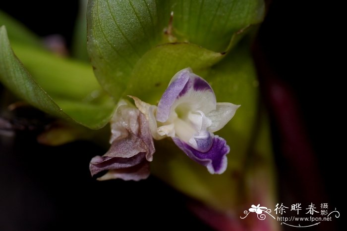 玫瑰竹芋Calathea roseopicta