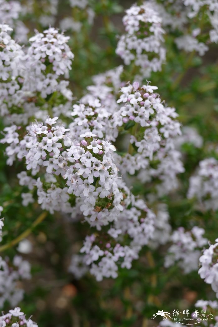 法国百里香Thymus vulgaris