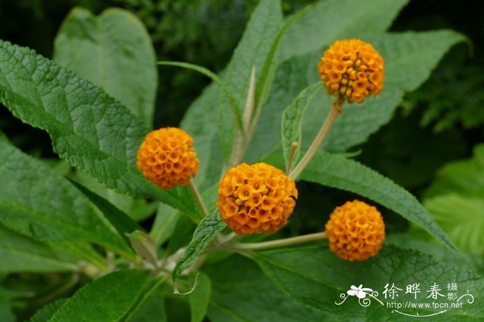 球花醉鱼草Buddleja globosa