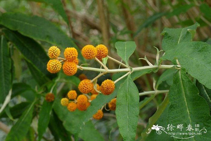 球花醉鱼草Buddleja globosa