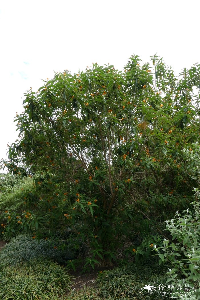 球花醉鱼草Buddleja globosa