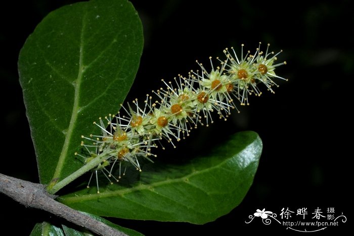 小叶榄仁Terminalia neotaliala