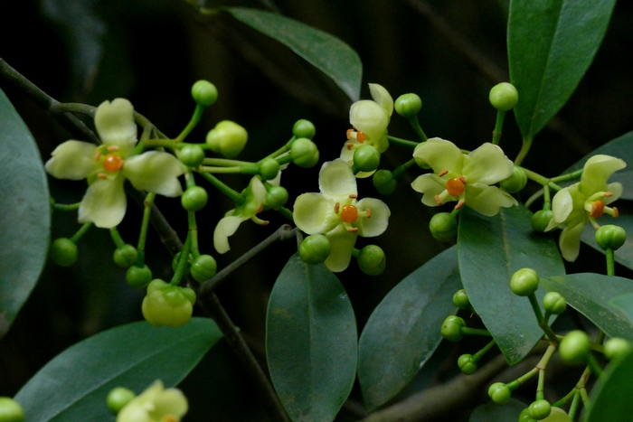 木竹子 Garcinia multiflora